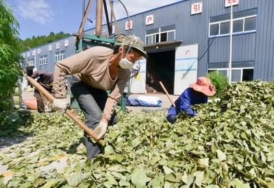 广元昭化射箭镇 中药材产业夯实振兴根基