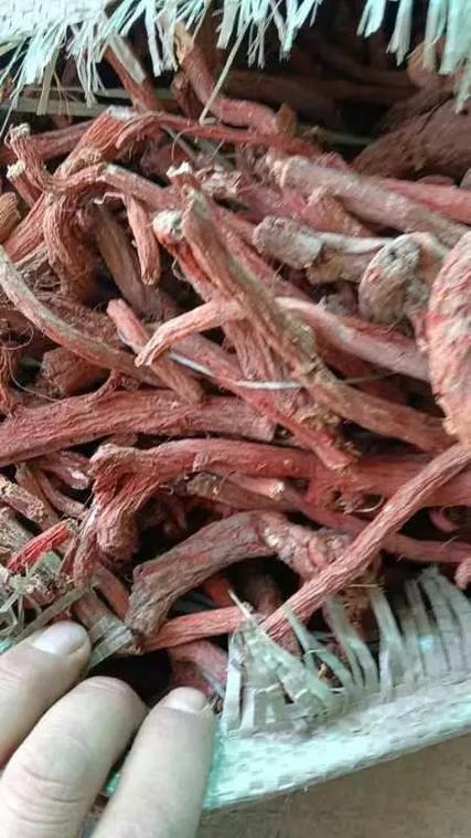 赵保中药收购站全网寻珍品 纯新射干种子与独根黄柴胡成市场焦点