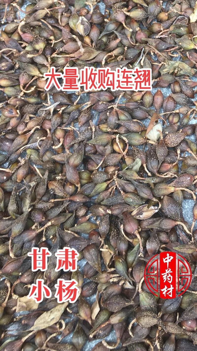 聚焦中药材市场 解读“干湿都收”与“大量收购”背后的产业需求